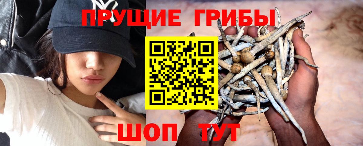Галлюциногенные грибы Cubensis Бийск